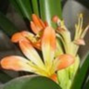 Meet your Posher, Yi